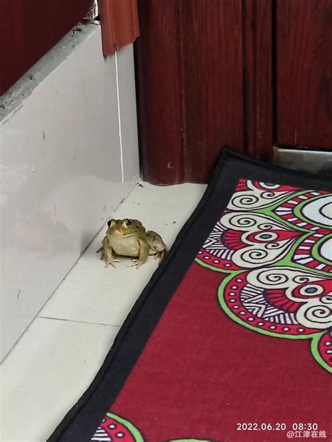 青蛙跑進家裡 鸚鵡嘴巴裂痕